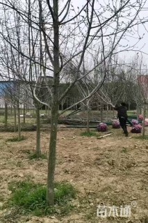 9公分二乔玉兰