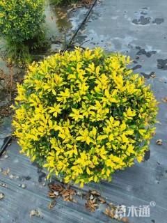 高度50厘米黄金枸骨