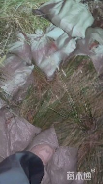 高度50厘米狼尾草