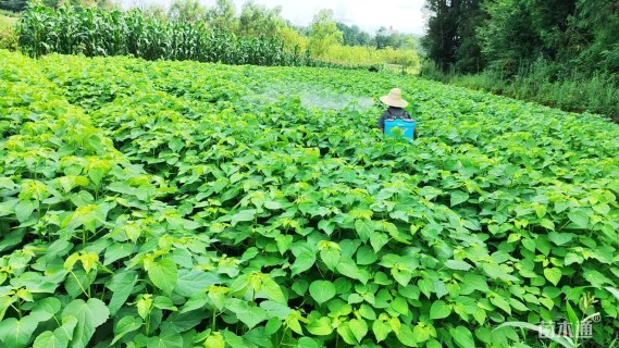 高度80厘米山桐子小苗