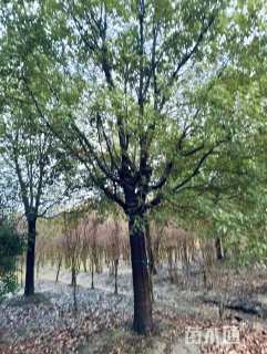 25公分香樟