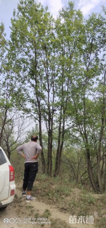 高度600厘米丛生蒙古栎