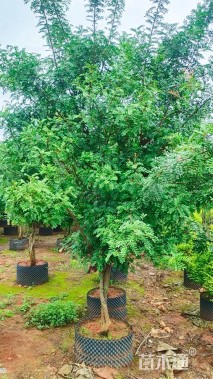 28公分清香木