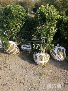 冠幅100厘米金森女贞球