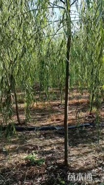 12公分垂柳