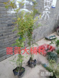 高度60厘米蔷薇