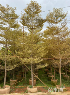 10公分小叶榄仁