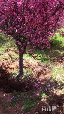 12公分垂丝海棠