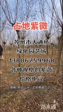 16公分紫薇