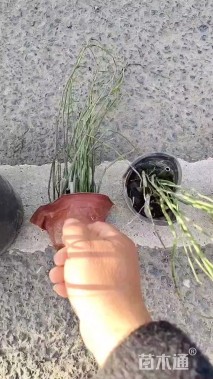 高度20厘米木贼