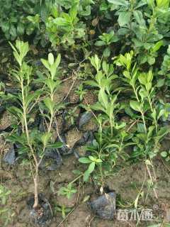 高度10厘米海桐