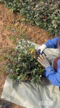 高度30厘米红帽月季