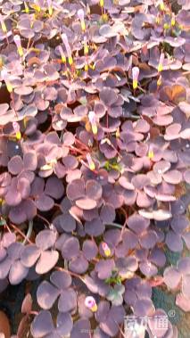 高度10厘米碗莲