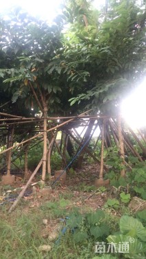 8公分大叶紫薇