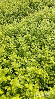 高度30厘米金叶女贞