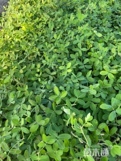 高度20厘米遍地黄金