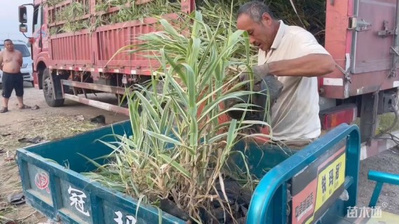 高度40厘米花叶芦竹