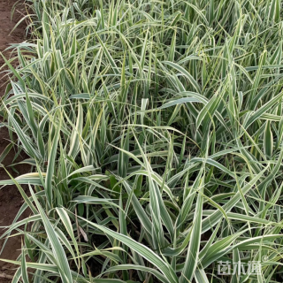 高度30厘米花叶芦竹