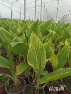 高度35厘米花叶美人蕉
