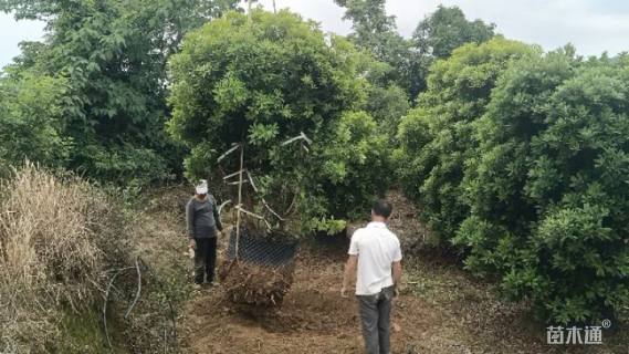 冠幅250厘米杨梅球