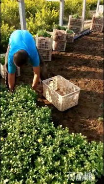 高度25厘米香彩雀