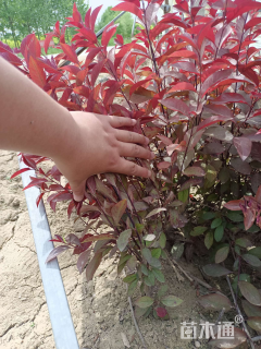 高度60厘米紫叶矮樱小苗