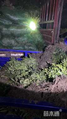 高度30厘米小叶蚊母