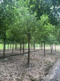 12公分香樟