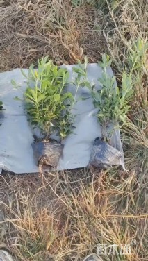 高度30厘米海桐