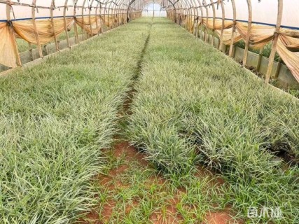 高度20厘米丽蚌草