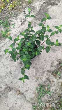 高度20厘米紫花马樱丹
