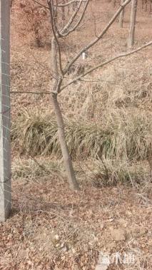 高度280厘米丛生鸡爪槭