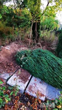 高度150厘米塔柏