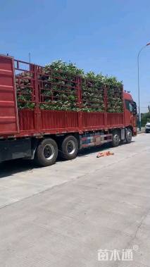 高度150厘米法国冬青