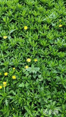 高度25厘米木春菊