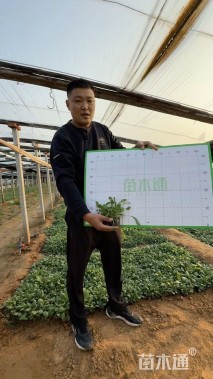 高度10厘米黑心菊