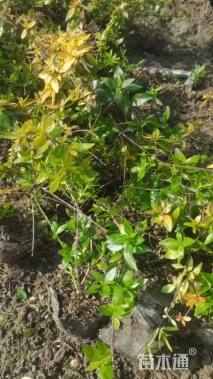 高度25厘米大花六道木