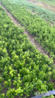 冠幅20厘米瓜子黄杨球