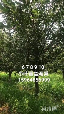 9公分垂丝海棠