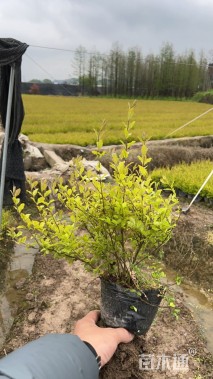 高度35厘米金冠女贞