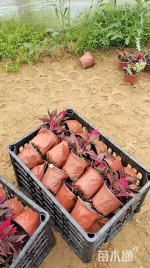 高度20厘米鸡冠花
