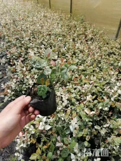 15厘米花叶络石小苗