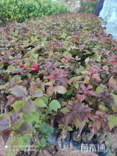 高度30厘米三角梅