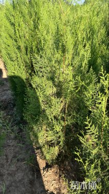 高度150厘米侧柏