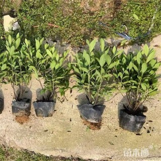 高度50厘米毛鹃