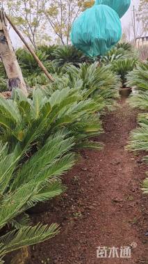 裸干高40厘米铁树