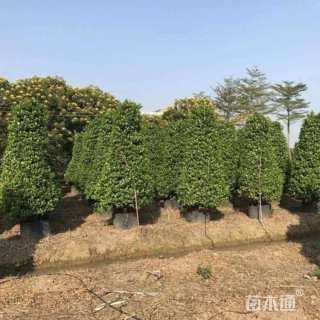 高度180厘米火山榕