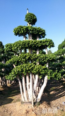 80公分造型小叶榕