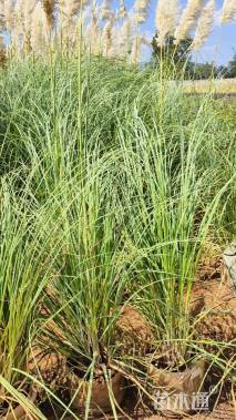 高度160厘米蒲苇