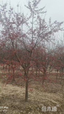 高度350厘米冬红果海棠
